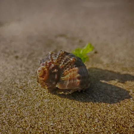 Weisser Schwan белият лебед