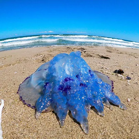 Weisser Schwan белият лебед Hotell Shkorpilovtsi