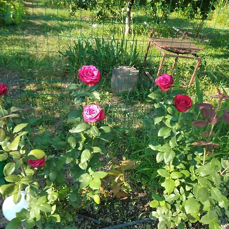 Weisser Schwan белият лебед Shkorpilovtsi