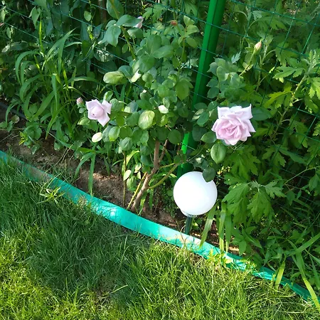 Weisser Schwan белият лебед Hotell *