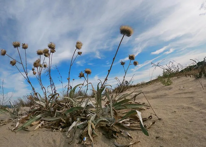 Weißer Schwan белият лебед * Шкорпиловци