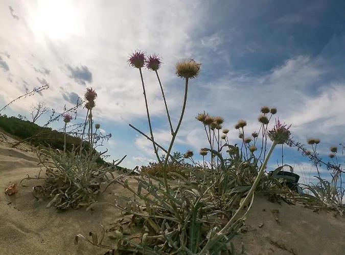 Weißer Schwan белият лебед Хотел Шкорпиловци