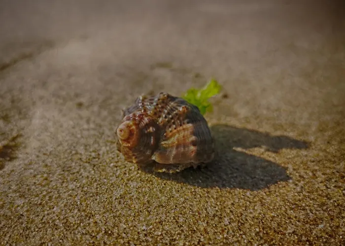 Weißer Schwan белият лебед