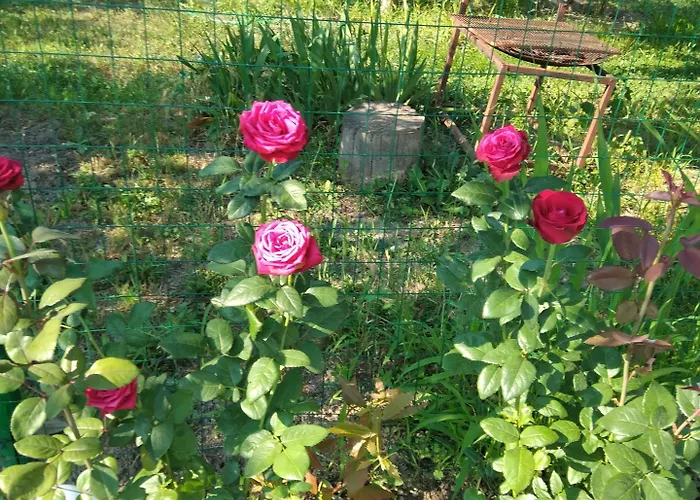 Weißer Schwan белият лебед Шкорпиловци