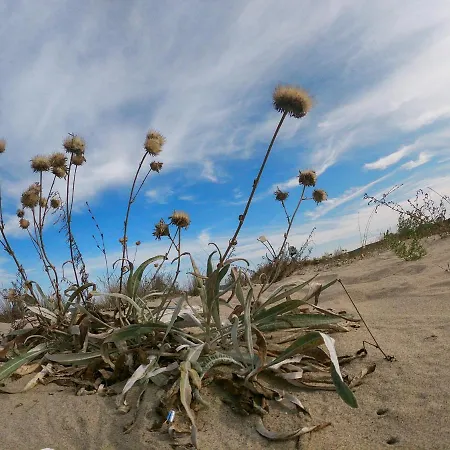 Weisser Schwan белият лебед * Școrpilovți