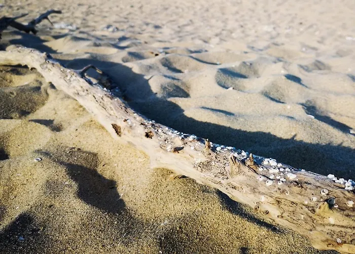 Weißer Schwan белият лебед