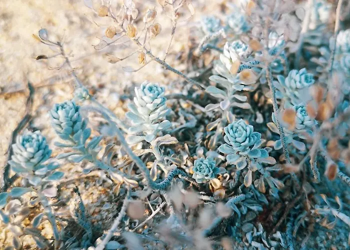 Hotel Weisser Schwan белият лебед Școrpilovți