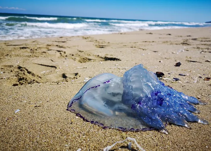 Weisser Schwan белият лебед