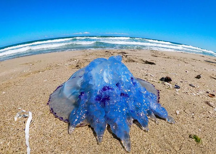 Weisser Schwan белият лебед Hotel Școrpilovți